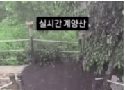 [더영상] ①야생동물 경주 ②하늘서 떨어진 흉기 ③산 정상 뒤덮은 러브버그