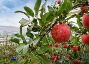 KB인베, 국내 과일 산업에 100억 투자…농가 상생 모델 구축 나서