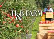 사과밭에 100억 뭉칫돈이…'100년만에 나온 명품사과' 통했다