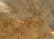 "산불 뉴스 나오길래"...호기심에 불 지른 50대, '심신미약' 주장했지만