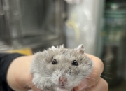 "나 잡아봐" 동물 22마리 학대 생중계하고 조롱...이 남성 찾았다