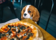 3월부터 '강아지 출입' 기대했는데…'애견동반' 식당들 "노펫존" 선언, 왜?