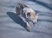 '한국늑대'라더니…오월드 탈출 늑대, 알고보니 러시아 개체 논란