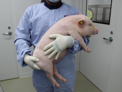 "돼지 생존율 높여라" <strong>플럼라인생명과학</strong>, ASF백신 용량용법 실험