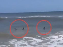 [영상] '죠스' 한 장면인 줄…수영객 노는 美 해변에 나타난 상어 2마리