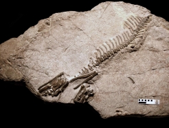 1.2억년전 살았던 '한국 뿔공룡' 천연기념물 된다