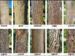 산림청, <strong>나무</strong>껍질 이미지 10만 건 공공데이터로 개방