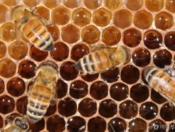 '꿀벌실종'이 가져온 위기…'스벌' 개발로 기회 만들었다