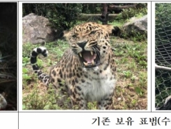 국제 멸종위기 '아무르표범' 서울대공원 또 온다..하반기 공개