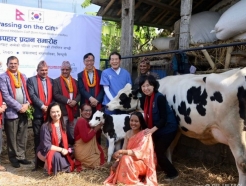 네팔로 날아간 한국 젖소 '101마리'…희망의 '첫 결실' 맺었다