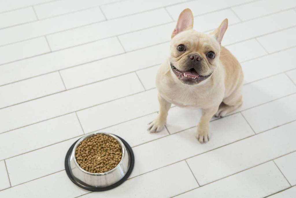 코 사진만 봐도 딱 걸린다…펫보험 사기 잡는 이 '기술' - 뉴스 썸네일 이미지