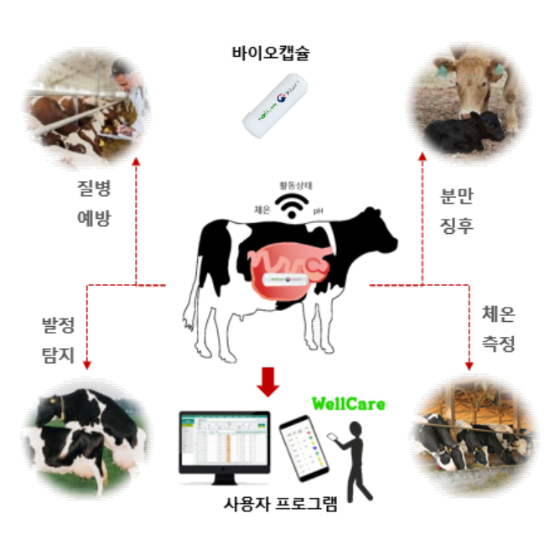 '발정난 소 알려주는 IoT 알약' 축산테크 웰케어, 팁스 선정 - 뉴스 썸네일 이미지