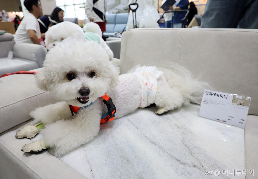 "멍냥이 요람에서 무덤까지"...펫 헬스케어 스타트업이 책임진다 - 뉴스 썸네일 이미지