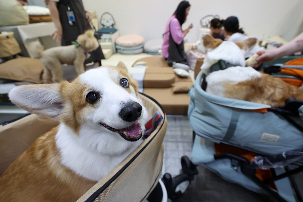 창업 전선 뛰어든 수의사들, 이유는..."펫 헬스케어 시장 뜬다" - 뉴스 썸네일 이미지