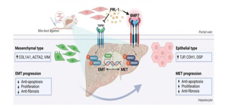 플라바이오로직스, 기능 강화 태반 줄기세포 '간질환 치료 입증' - 뉴스 썸네일 이미지