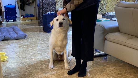 제주항공 참사로 홀로 남은 반려견 '둥이', 새 가족 찾았다