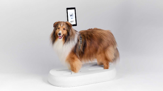 퍼즈메디, 반려동물 체성분 측정기기 임상시험 성공 - 뉴스 썸네일 이미지