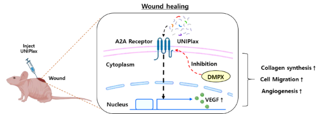플라바이오로직스, 태반유래 줄기세포 PDRN '상처치료 가능성' 제시 - 뉴스 썸네일 이미지