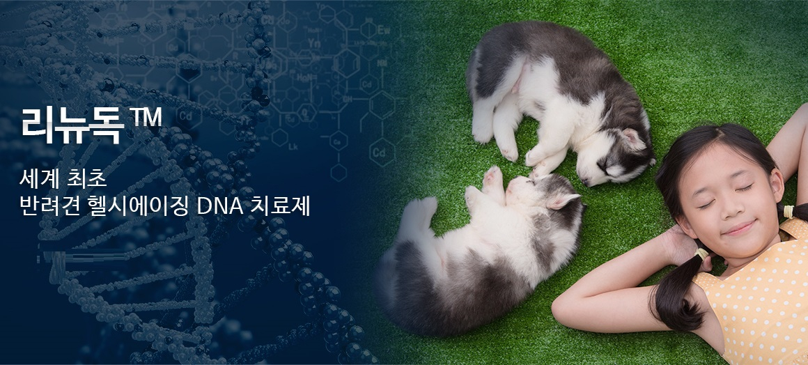 '반려견 노화 치료제' 나왔다…플럼라인, '리뉴독' 국내 정식 출시
