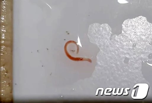 수돗물 깔따구 유충 발견, 축제 비상