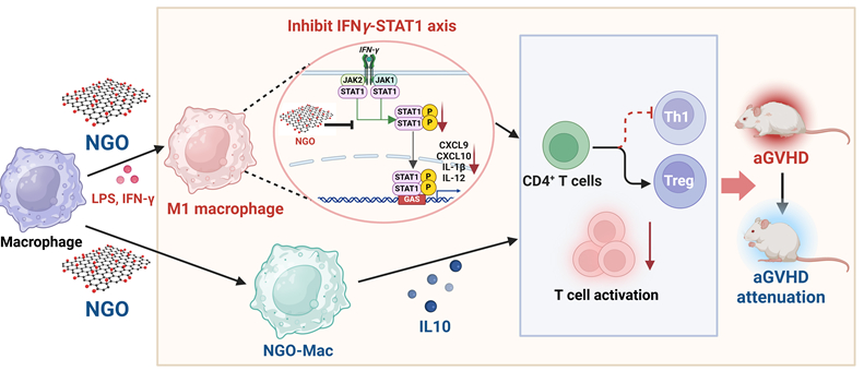 인비씨티 연구팀, 나노신소재 'NGO'의 면역질환 치료 가능성 확인
