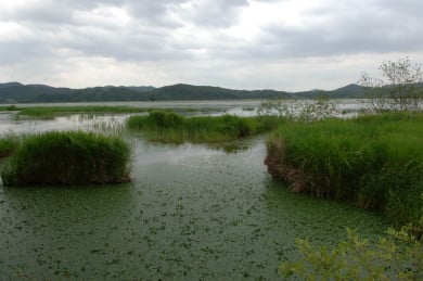 ↑ 우포늪 습지