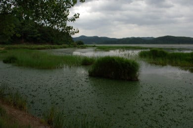 ↑ 우포늪 습지