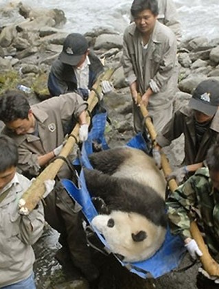 ↑ 지진으로 실종됐던 판다 '시시'. (자료 : 차이나데일리)