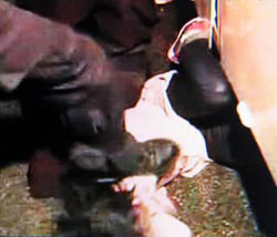 ↑ 쿠키뉴스 동영상 캡처