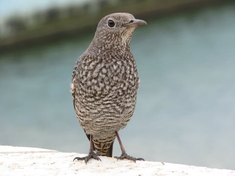 ↑ 이리오모테 섬에 사는 새 한 마리가 해변에서 노닐고 있다.