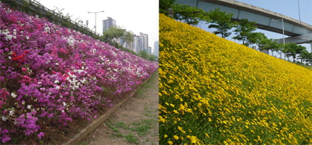 ↑ 망원지구 금계국(왼쪽)과 한강철교 남단 자산홍ⓒ서울시