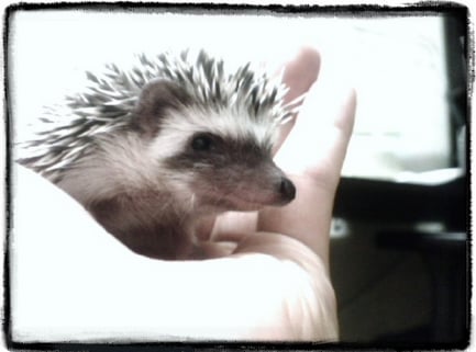 ↑ 애완용 고슴도치의 모습. 고슴도치는 냄새를 통해 주인을 알아보기 때문에 주인이 만지면 가시도 세우지 않고, 손에도 잘 올라온다.