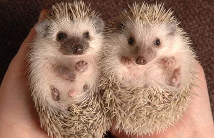 ↑ 해외 블로거가 올린 고슴도치 사진. 출처 = http://www.englishforums.com/English/HedgehogPorcupine/2/hckxg/Post.htm