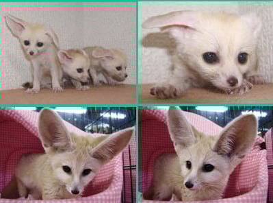 ↑ 사막여우 (출처 :http://www.kentosh.co.jp)