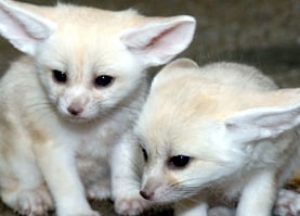 ↑ 용인 에버랜드에서 사육되고 있는 사막여우