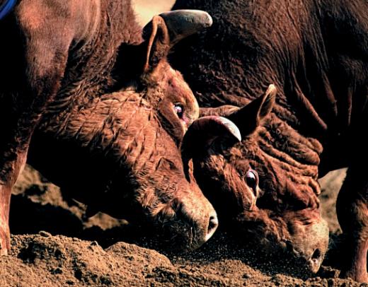 ▲머리를 맞대고 싸우는 두 소