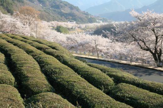 ▲벚꽃 십리길