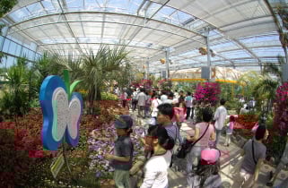 ▲지난해 함평나비대축제 모습