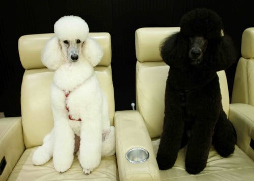 ↑미용을 마친 정 부회장의 애완견들.