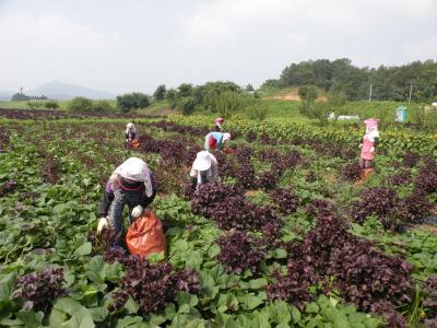 ↑닭고기 가공업체 에이스푸드 사업장에서 직원들이 작업을 하고 있다. 우주인을 방불케 하는 모자와 작업복은 해썹 인증 기업이란 증거. 작업복을 입은 사람의 절반은 장애인이다. ⓒ에이스푸드