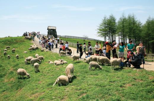 ▲대관령 양떼목장