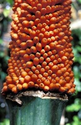 ▲타이탄 아룸의 씨앗