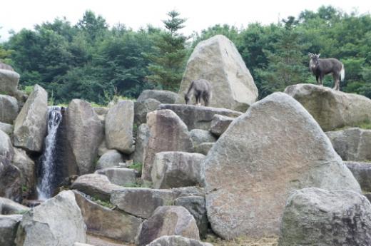 ▲멸종위기 산양의 모습