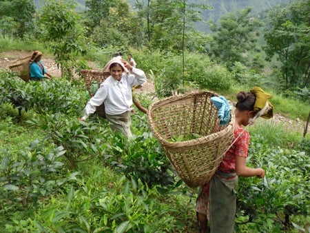 ↑ 네팔 칼리카지역 주민들이 홍차 잎을 따는 모습