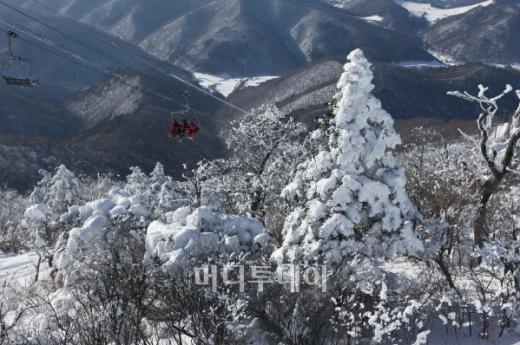 ▲발왕산 눈꽃과 용평리조트의 리프트 모습