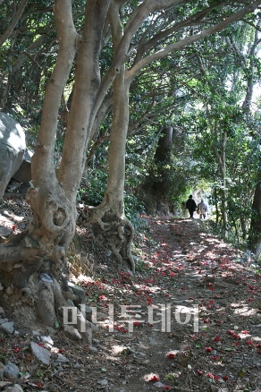 ▲지심도 동백터널