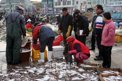 ▲참가자미 선별하는 어민들