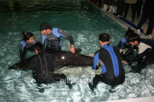 ▲ 물속에 입수해서 마사지를 받고 있는 돌고래