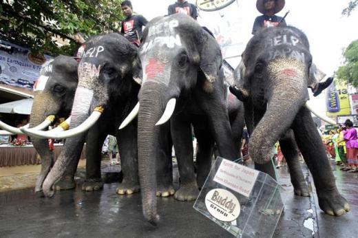 일본 대지진 및 쓰나미 피해자를 돕기 위한 모금행사에 참가한 태국의 코끼리들. 사진은 산케이 홈페이지에서 다운로드