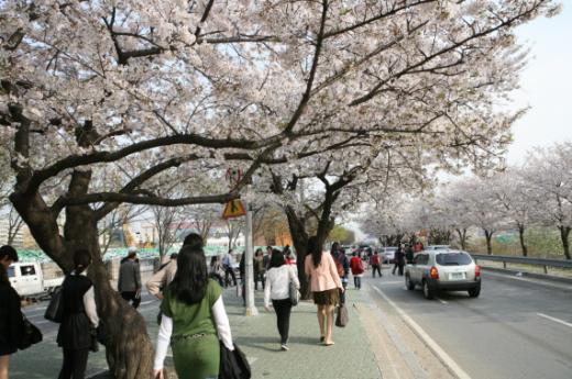 ▲여의도 벚꽃 축제 사진